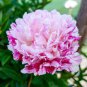 5 Pcs Heirloom 'Lan Ju' Pink Peony with Purple Stripe Flower