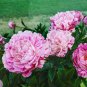 5 Pcs Heirloom 'Lan Ju' Pink Peony with Purple Stripe Flower