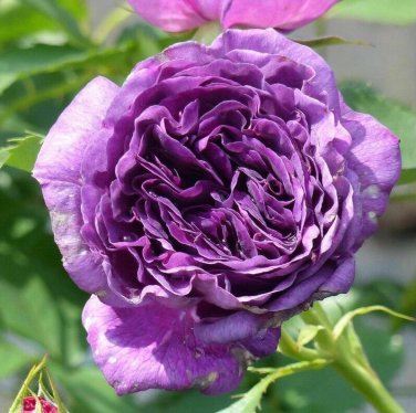 5 Pcs New Rare 'Jin Xiuqiu' Multi-petalled Purple Peony Flower Seeds