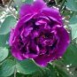 5 Pcs New Rare 'Jin Xiuqiu' Multi-petalled Purple Peony Flower Seeds