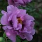 5 Pcs New Rare 'Jin Xiuqiu' Multi-petalled Purple Peony Flower Seeds