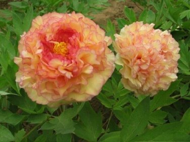5 Pcs Heirloom Golden Peony Tree Flower with Pink Edge Heart