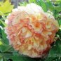 5 Pcs Heirloom Golden Peony Tree Flower with Pink Edge Heart