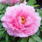 5 Pcs New 'Feng Xia Zhu' Light Pink Tree Peony Flower 5 Pcs New 'Feng Xia Zhu' Light Pink Tree Peony Flower