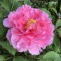 5 Pcs New 'Feng Xia Zhu' Light Pink Tree Peony Flower