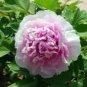 5 Pcs New 'Feng Xia Zhu' Light Pink Tree Peony Flower