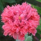 5 Pcs New Variety Purely Rose Red Peony Tree 'Princess' Flower Seeds
