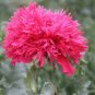 5 Pcs New Variety Purely Rose Red Peony Tree 'Princess' Flower Seeds