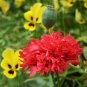 5 Pcs New Variety Purely Rose Red Peony Tree 'Princess' Flower Seeds