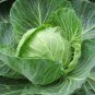 40 Pcs Heirloom Creamed Black Cabbage Vegetables Organic Seeds