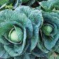 40 Pcs Heirloom Creamed Black Cabbage Vegetables Organic Seeds