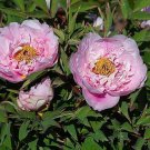 5 Pcs Heirloom Light Pink Purple Tree Peony Flower Seeds 5 Pcs Heirloom Light Pink Purple Tree Peony Flower Seeds