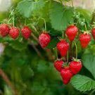 40 Pcs Heirloom Bonsai Big Organic Red Strawberry Seeds