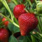 40 Pcs Heirloom Bonsai Big Organic Red Strawberry Seeds