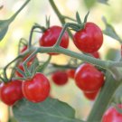 100 Pcs Rare Sweet Pink Cherry Tomato Organic Seeds 100 Pcs Rare Sweet Pink Cherry Tomato Organic Seeds