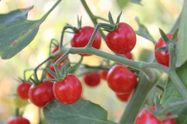 100 Pcs Rare Sweet Pink Cherry Tomato Organic Seeds