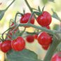 100 Pcs Rare Sweet Pink Cherry Tomato Organic Seeds