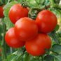 100 Pcs Rare Sweet Pink Cherry Tomato Organic Seeds