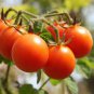 100 Pcs Rare Sweet Pink Cherry Tomato Organic Seeds