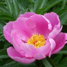 5 Pcs Clusters of Pink Chinese Herbaceous Peony Flower Seeds 5 Pcs Clusters of Pink Chinese Herbaceous Peony Flower Seeds
