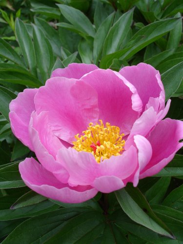 5 Pcs Clusters of Pink Chinese Herbaceous Peony Flower Seeds