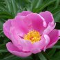 5 Pcs Clusters of Pink Chinese Herbaceous Peony Flower Seeds