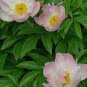 5 Pcs Clusters of Pink Chinese Herbaceous Peony Flower Seeds