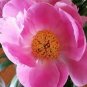 5 Pcs Clusters of Pink Chinese Herbaceous Peony Flower Seeds