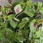 30 Pcs Edible Amaranth Red Green Vegetable Seeds