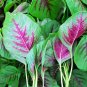 30 Pcs Edible Amaranth Red Green Vegetable Seeds