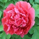 5 Pcs Heirloom Luoyang 'Huang Wang' Dark Red Double-petalled Big Peony Flower 5 Pcs Heirloom Luoyang 'Huang Wang' Dark Red Double-petalled Big Peony Flower