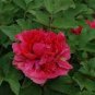 5 Pcs Heirloom Luoyang 'Huang Wang' Dark Red Double-petalled Big Peony Flower