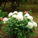 5 Pcs Rare 'White King' Double Corrugated Peony Flower Seeds 5 Pcs Rare 'White King' Double Corrugated Peony Flower Seeds