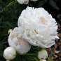 5 Pcs Rare 'White King' Double Corrugated Peony Flower Seeds