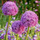 50 Pcs Heirloom Allium Giganteum Giant Onion with Purple Flower 50 Pcs Heirloom Allium Giganteum Giant Onion with Purple Flower
