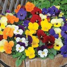 20 Pcs Heirloom Hanging Pansy Mixed White Yellow Purple Bonsai