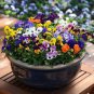 20 Pcs Heirloom Hanging Pansy Mixed White Yellow Purple Bonsai