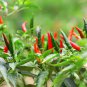 20 Pcs Heirloom Allochroic Pod Pepper Seeds