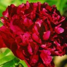 5 Pcs Dark Red Tree Peony Flower 'Fengzi' Seeds 5 Pcs Dark Red Tree Peony Flower 'Fengzi' Seeds