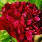 5 Pcs Dark Red Tree Peony Flower 'Fengzi' Seeds