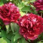 5 Pcs Dark Red Tree Peony Flower 'Fengzi' Seeds