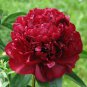 5 Pcs Dark Red Tree Peony Flower 'Fengzi' Seeds