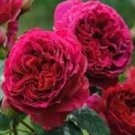 5 Pcs Rare Dark Red Monopetalous Louyang Peony Flower Seeds 5 Pcs Rare Dark Red Monopetalous Louyang Peony Flower Seeds