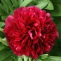 5 Pcs Rare Dark Red Monopetalous Louyang Peony Flower Seeds