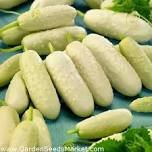 10 Pcs Cucumber Long White Wonder Seeds
