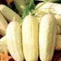 10 Pcs Cucumber Long White Wonder Seeds