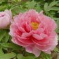 5 Pcs Heirloom 'Feng Nv' Light Pink Tree Peony Flower