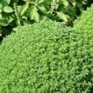 30 Pcs Super Small Thin Leaf Basil Herb 'Fine Minette' Organic 30 Pcs Super Small Thin Leaf Basil Herb 'Fine Minette' Organic