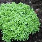 30 Pcs Super Small Thin Leaf Basil Herb 'Fine Minette' Organic