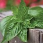 30 Pcs Super Small Thin Leaf Basil Herb 'Fine Minette' Organic